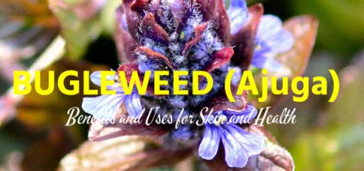 Bugleweed (Ajuga) Benefits Uses
