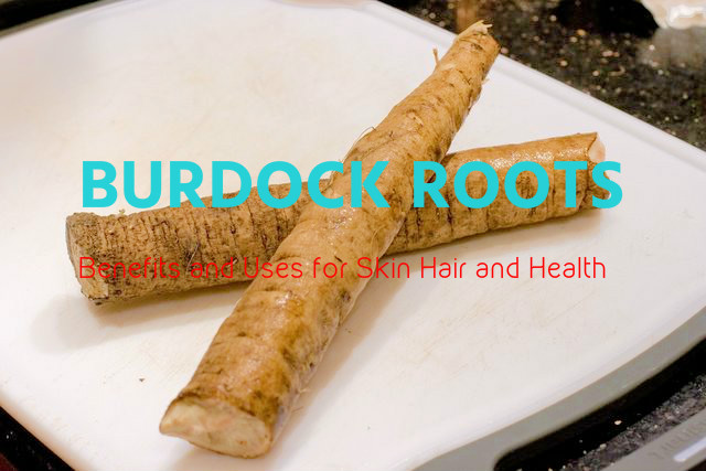 Burdock Roots Benefits Uses