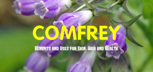 Comfrey Benefits and Uses