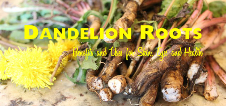 Dandelion Roots Benefits Uses
