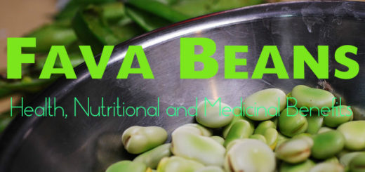 Fava Beans Health Benefits