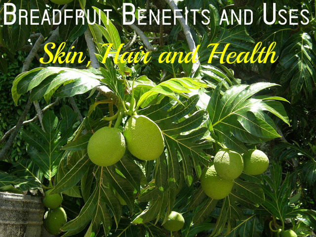 Breadfruit Benefits and Uses