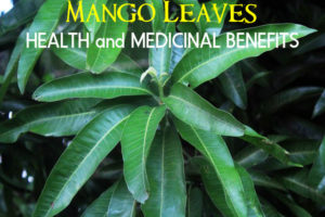 Mango Leaves Health Medicinal Benefits