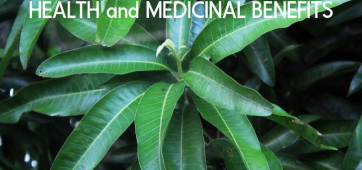 Mango Leaves Health Medicinal Benefits