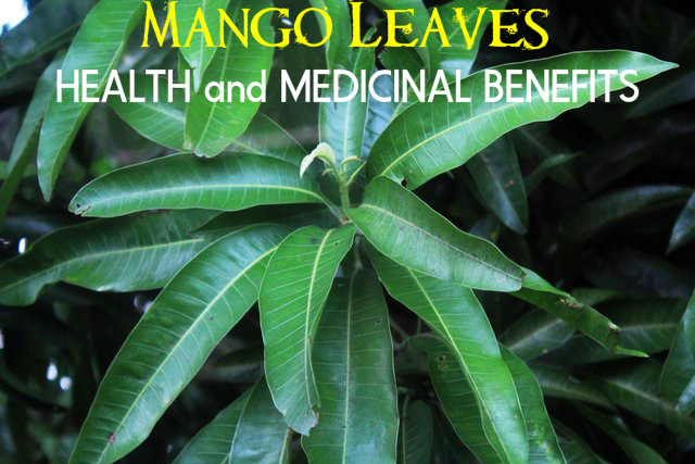 Health and Medicinal Benefits (or Uses) of Mango Leaves 