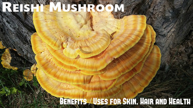 Reishi Mushroom Benefits Uses