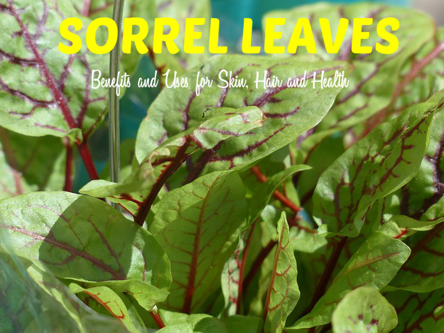 Sorrel Leaves Benefits Uses
