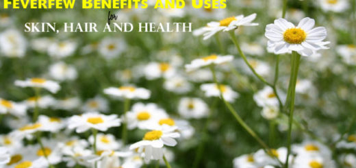 Feverfew Benefits Uses