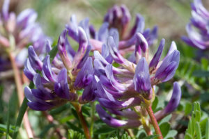 Astragalus Benefits Uses