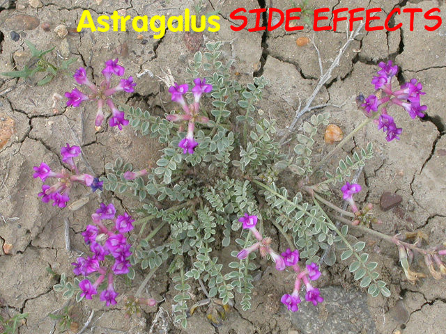 Astragalus Side Effects