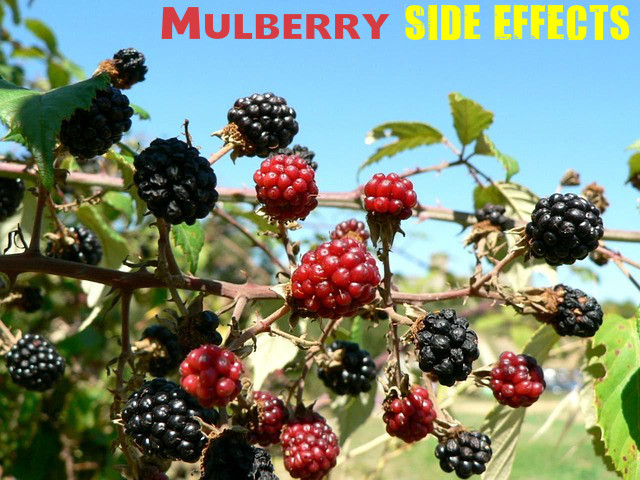 Mulberry Side Effects