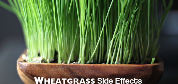 Wheatgrass Side Effects