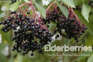 Elderberries Benefits Uses