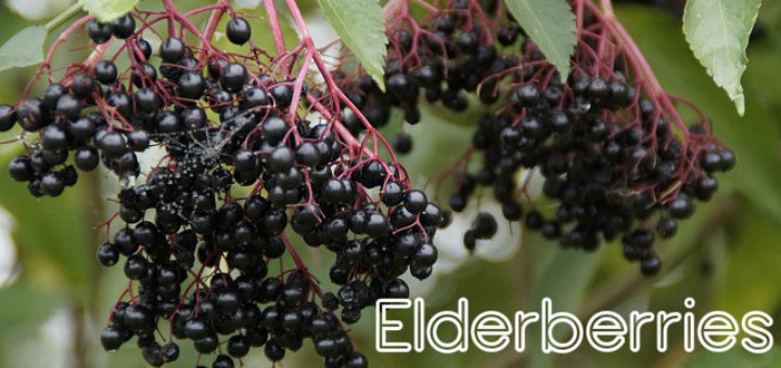 Elderberries Benefits Uses