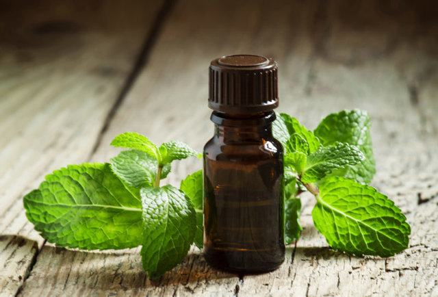 Peppermint essential oil benefits
