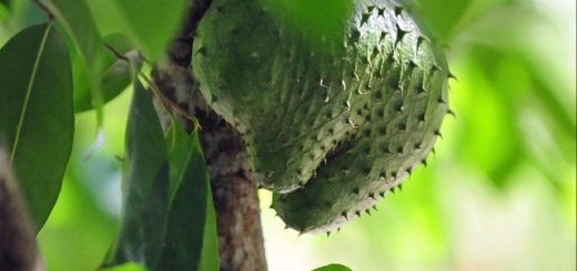 Soursop Side Effects