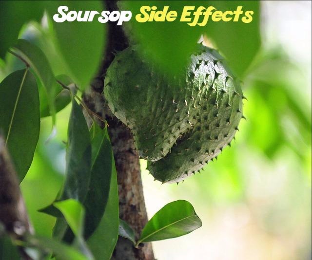 Soursops (Graviola) Benefits and Side Effects You Must 