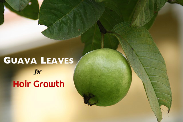 Guava Leaves for Hair Growth: How to Use and Benefits 