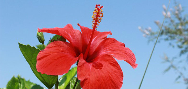 Hibiscus for Hair Growth