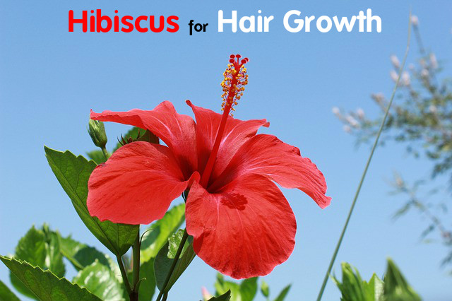 Hibiscus for Hair Growth