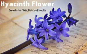 Hyacinth Flower Benefits