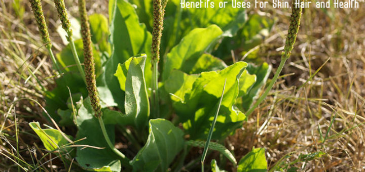 Plantain Herb Benefits Uses
