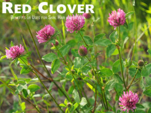 Red Clover Benefits Uses