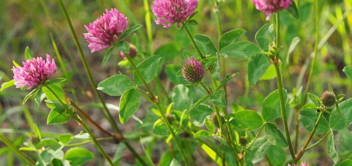 Red Clover Benefits Uses