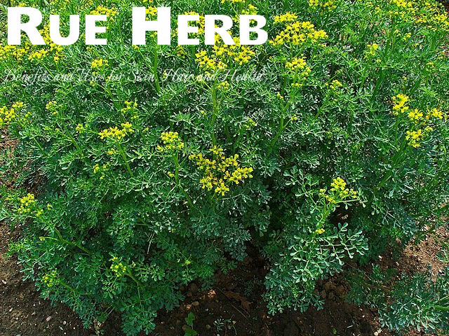 Rue Herb Benefits Uses