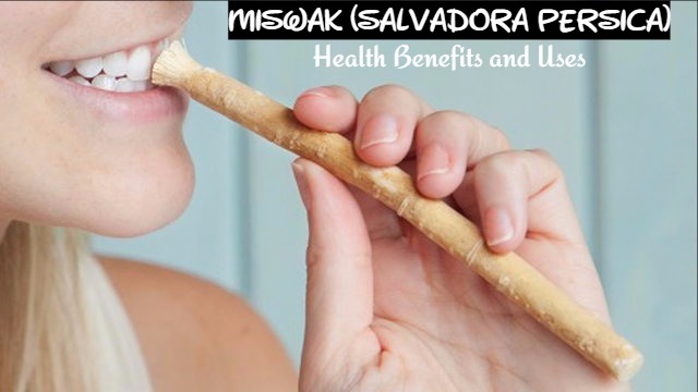 Miswak Benefits Uses Health