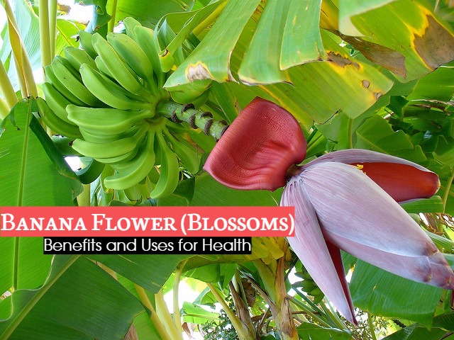 Banana Flower Benefits Uses