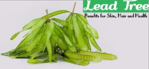 Lead Tree Benefits