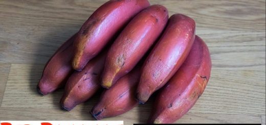 Red Banana Benefits Uses